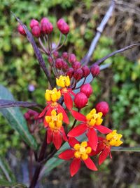 Close-up of flowers against blurred background