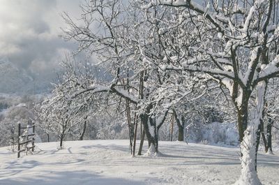 Trees on snow covered landscape