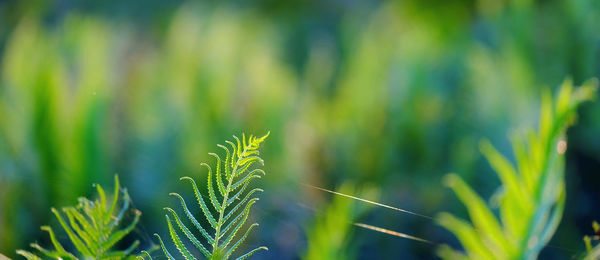 Close-up of crops growing on field