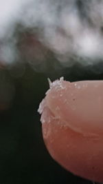 Close-up of snow on leaf