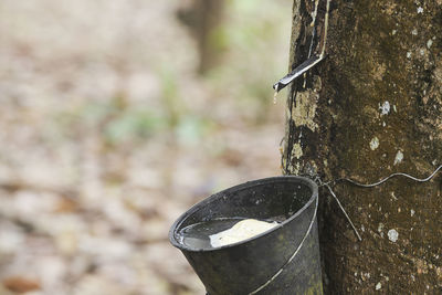 Bucket on tree trunk