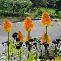 Close-up of pink flowers