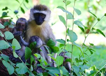 View of monkey on tree