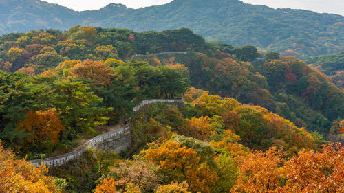 Scenic view of forest during autumn