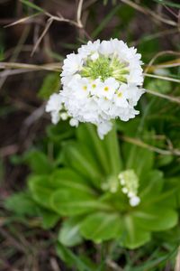 Close-up of white flowers blooming outdoors