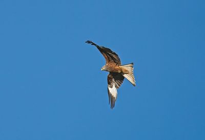 Low angle view of falcon bird flying against clear blue sky