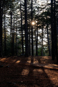 Sunlight streaming through trees in forest