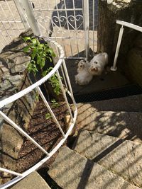 High angle view of dog