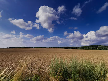 Scenic view of agricultural field against sky