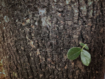 Close-up of plant growing on tree trunk