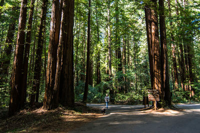 Road passing through forest