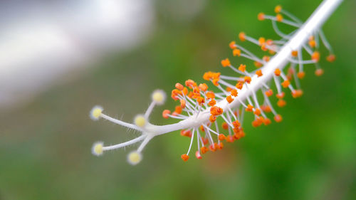 Close-up of red flowering plant