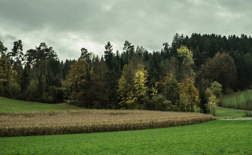Trees growing on field against sky