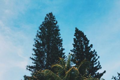 Low angle view of trees against sky