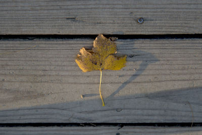 Fallen leaf on the wooden deck
