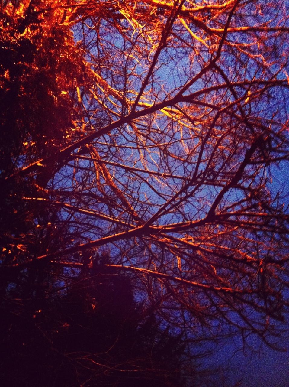 tree, branch, autumn, low angle view, tranquility, change, nature, beauty in nature, growth, season, scenics, sky, tranquil scene, leaf, orange color, outdoors, bare tree, no people, day, idyllic