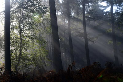 Trees in forest