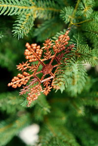 Close-up of pine tree