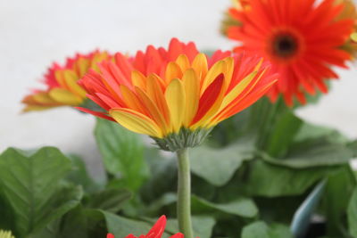 Close-up of orange flowers blooming outdoors