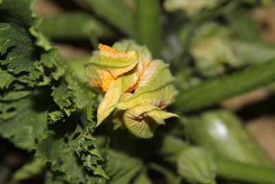 Close up of leaves