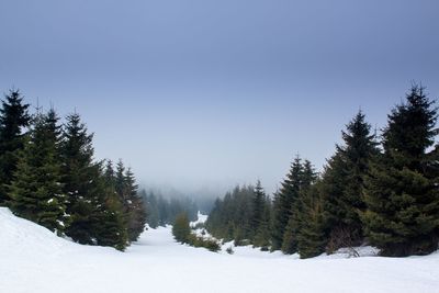 Trees on snow covered landscape against clear sky