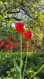 Close-up of red flowers