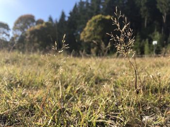 Close-up of wilted plant on field