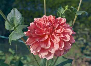 Close-up of red rose flower