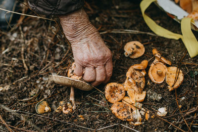Low section of senior woman picking mushroom