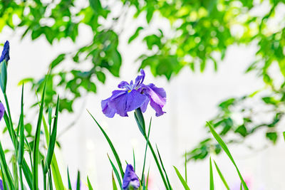 Close-up of purple iris blooming outdoors