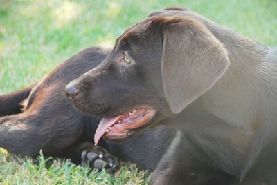 Close-up of a dog on field