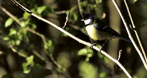 Close-up of bird perching on twig