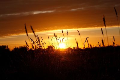 Plants growing on field at sunset