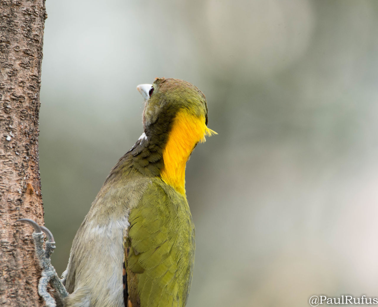 CLOSE-UP OF BIRD PERCHING ON A PARROT