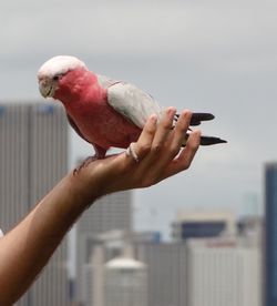 Close-up of bird against blurred background