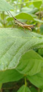 Close-up of insect on leaf