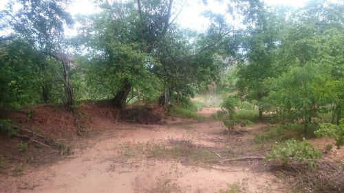 Trees in forest