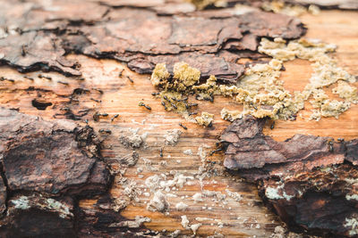 Close-up of lichen on tree trunk