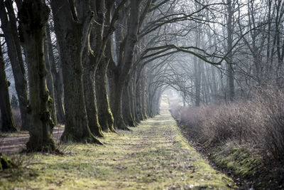 Footpath amidst bare trees in forest