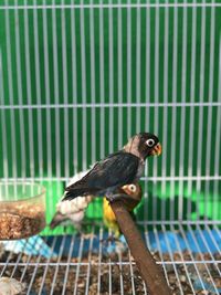 Close-up of bird perching in cage