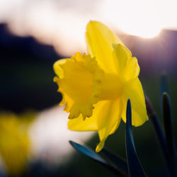 Close-up of yellow flower blooming outdoors