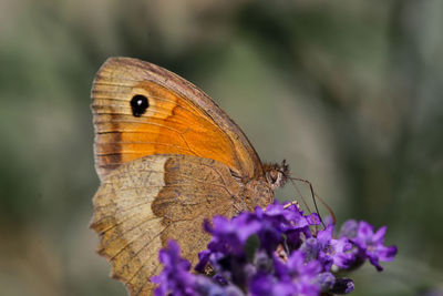 Close-up of butterfly pollinating on purple flower
