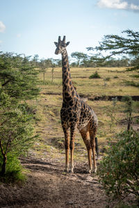 Giraffe standing on grass against sky