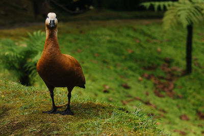 View of bird on field