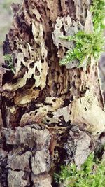 Close-up of mushrooms growing on tree trunk