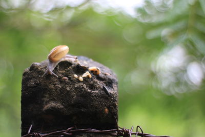 Snail on cement pillar in the morning.