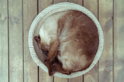 High angle view of dog sleeping on wooden floor