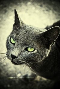 Close-up portrait of cat