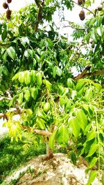 Plants growing on tree