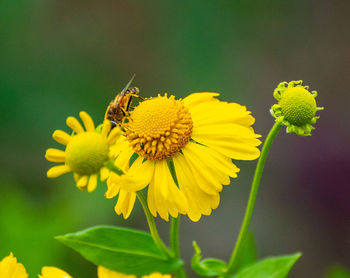 Close-up of insect on yellow flower